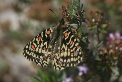 Proserpine (La), Thaïs écarlate (La), Proserpine d Zerynthia rumina (Linnaeus, 1758)