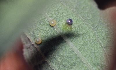 Proserpine (La), Thaïs écarlate (La), Proserpine d Zerynthia rumina (Linnaeus, 1758)
