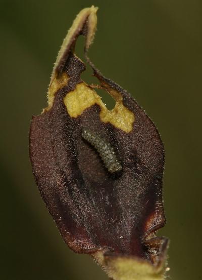 Proserpine (La), Thaïs écarlate (La), Proserpine d Zerynthia rumina (Linnaeus, 1758)