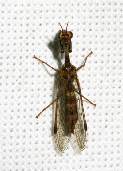  Mantispa styriaca (Poda, 1761)