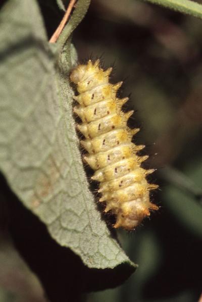 Proserpine (La), Thaïs écarlate (La), Proserpine d Zerynthia rumina (Linnaeus, 1758)