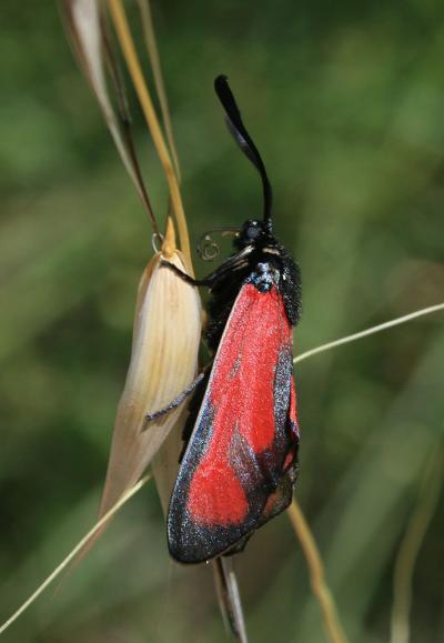 Zygène des garrigues (La), Zygène rubiconde (La),  Zygaena erythrus (Hübner, 1806)