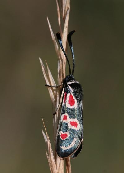 Zygène d'Occitanie (La), Zygène occitane (La), Zyg Zygaena occitanica (Villers, 1789)