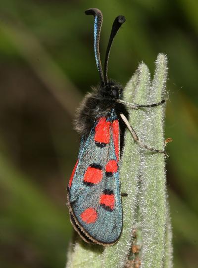Zygène de l'Esparcette (La), Zygène de la Dorycnie Zygaena rhadamanthus (Esper, 1789)
