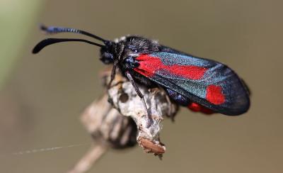 Zygène du Panicaut (La) Zygaena sarpedon (Hübner, 1790)