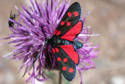 Zygène transalpine (La) Zygaena transalpina (Esper, 1780)