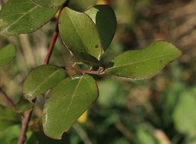 Nerprun Alaterne, Alaterne Rhamnus alaternus L., 1753
