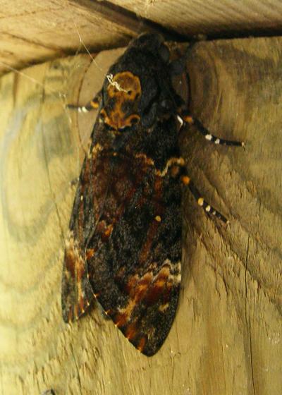 Sphinx Tête-de-Mort (Le) Acherontia atropos (Linnaeus, 1758)
