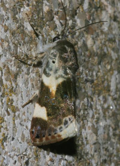 Collier blanc (Le) Acontia lucida (Hufnagel, 1766)