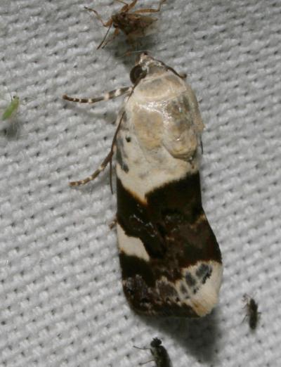Collier blanc (Le) Acontia lucida (Hufnagel, 1766)