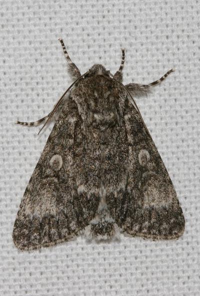 Noctuelle mégacéphale (La) Acronicta megacephala (Denis & Schiffermüller, 1775)