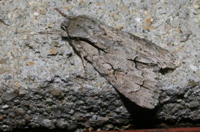 Psi (Le) Acronicta psi (Linnaeus, 1758)