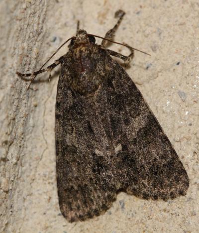 Noctuelle de la Patience (La) Acronicta rumicis (Linnaeus, 1758)