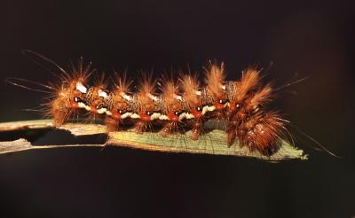 Noctuelle de la Patience (La) Acronicta rumicis (Linnaeus, 1758)