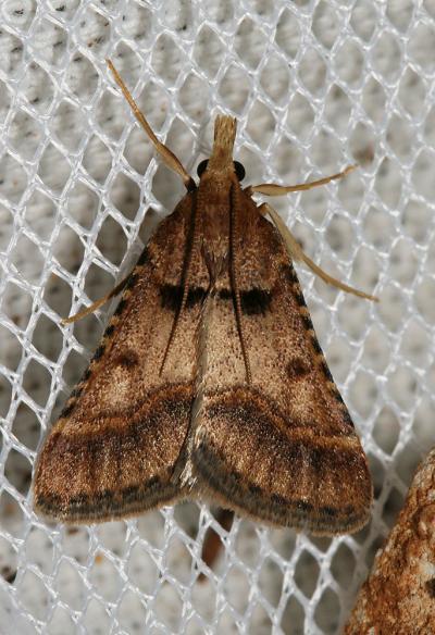  Stemmatophora brunnealis (Treitschke, 1829)