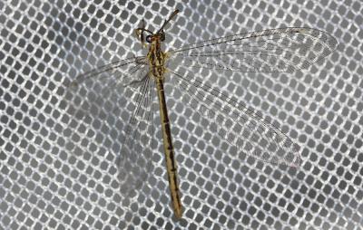  Macronemurus appendiculatus (Latreille, 1807)