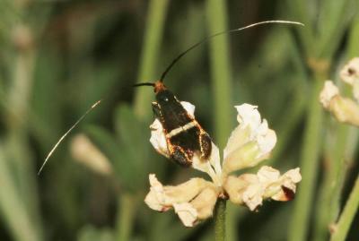  Adela australis (Heydenreich, 1851)