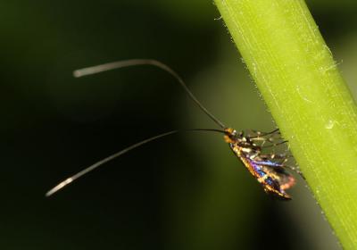  Adela australis (Heydenreich, 1851)