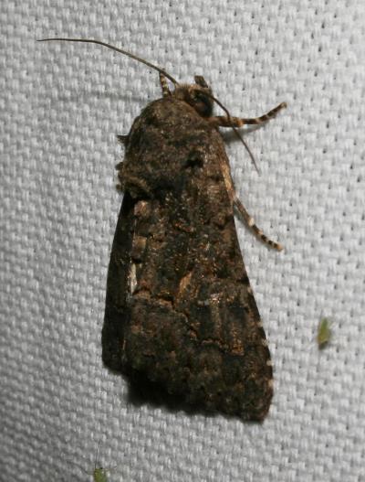Clair-obscur (Le) Aedia leucomelas (Linnaeus, 1758)