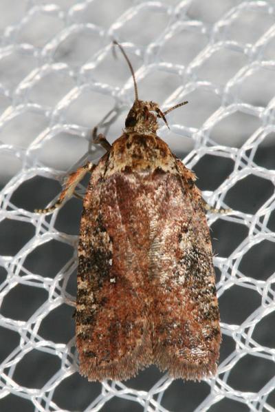  Agonopterix purpurea (Haworth, 1811)