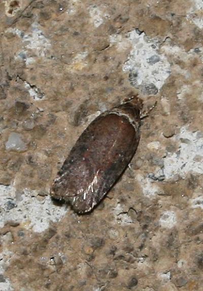  Agonopterix cnicella (Treitschke, 1832)