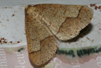Hibernie hâtive (L') Phigaliohybernia marginaria (Fabricius, 1777)