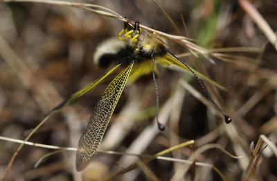  Libelloides ictericus (Charpentier, 1825)