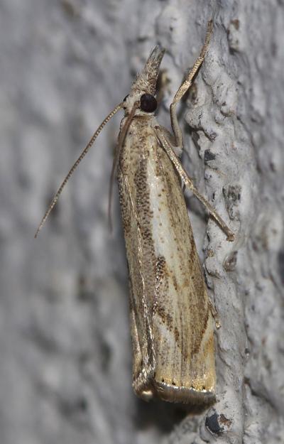  Agriphila geniculea (Haworth, 1811)
