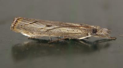  Agriphila geniculea (Haworth, 1811)