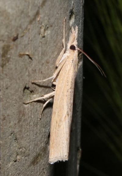  Agriphila inquinatella (Denis & Schiffermüller, 1775)