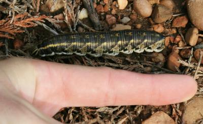 Sphinx du Liseron (Le) Agrius convolvuli (Linnaeus, 1758)