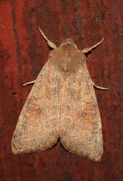 Xanthie ferruginée (La) Agrochola circellaris (Hufnagel, 1766)