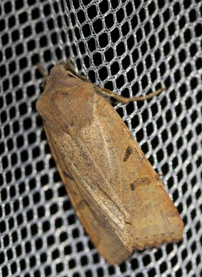 Xanthie cannellée (La) Agrochola lychnidis (Denis & Schiffermüller, 1775)