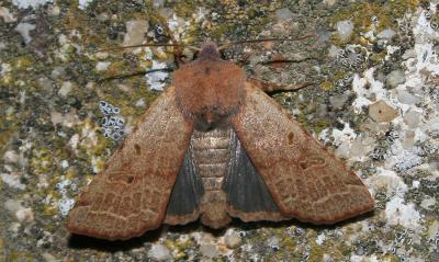 Xanthie cannellée (La) Agrochola lychnidis (Denis & Schiffermüller, 1775)