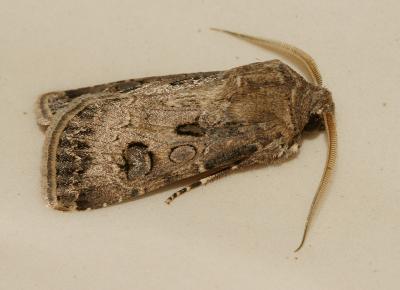 Noctuelle trapue (La) Agrotis bigramma (Esper, 1790)