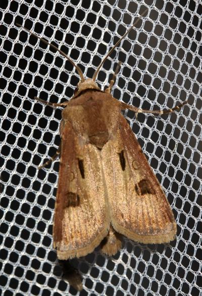Point d'Exclamation (Le) Agrotis exclamationis (Linnaeus, 1758)