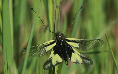 Ascalaphe soufré Libelloides coccajus (Denis & Schiffermüller, 1775)