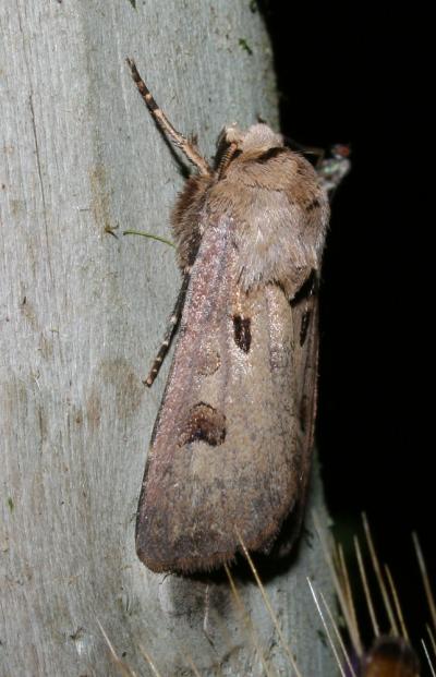 Point d'Exclamation (Le) Agrotis exclamationis (Linnaeus, 1758)