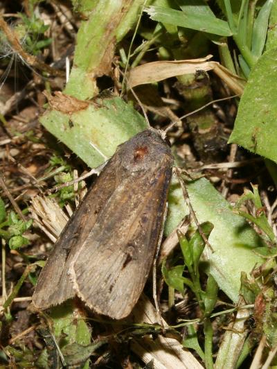 Noctuelle baignée (La) Agrotis ipsilon (Hufnagel, 1766)