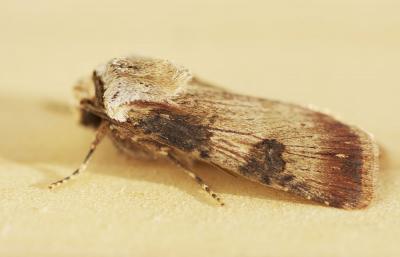 Noctuelle des Renouées (La) Agrotis puta (Hübner, 1803)
