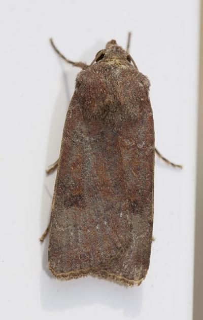 Noctuelle farouche (La) Agrotis trux (Hübner, 1824)