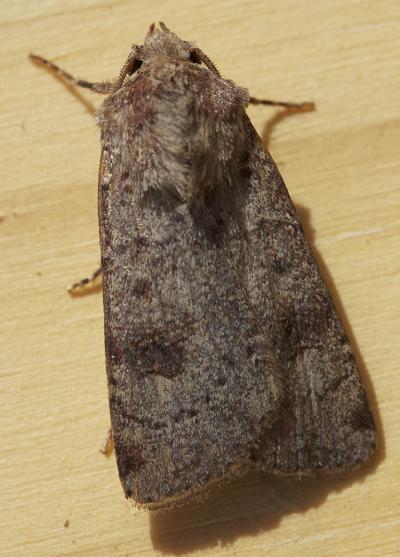 Noctuelle farouche (La) Agrotis trux (Hübner, 1824)