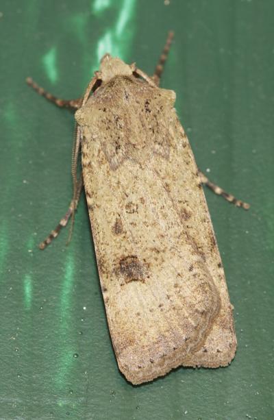 Noctuelle farouche (La) Agrotis trux (Hübner, 1824)