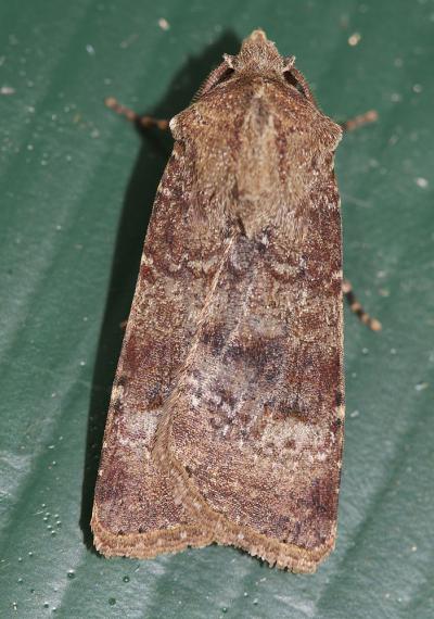 Noctuelle farouche (La) Agrotis trux (Hübner, 1824)