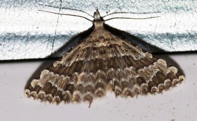  Alucita palodactyla Zeller, 1847