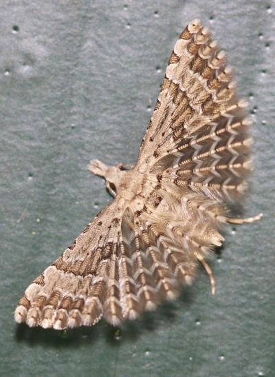  Alucita palodactyla Zeller, 1847