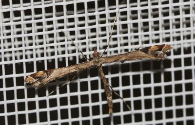  Amblyptilia acanthadactyla (Hübner, 1813)