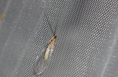  Italochrysa italica (Rossi, 1790)