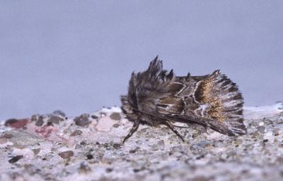 Cléophane radiée (La) Amephana aurita (Fabricius, 1787)