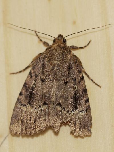 Pyramide (La) Amphipyra pyramidea (Linnaeus, 1758)